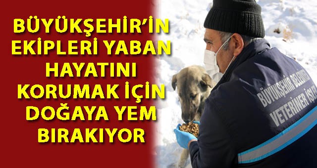 BÜYÜKŞEHİR’İN EKİPLERİ YABAN HAYATINI KORUMAK İÇİN DOĞAYA YEM BIRAKIYOR