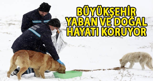 BÜYÜKŞEHİR YABAN VE DOĞAL HAYATI KORUYOR