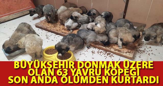 BÜYÜKŞEHİR DONMAK ÜZERE OLAN 63 YAVRU KÖPEĞİ SON ANDA ÖLÜMDEN KURTARDI