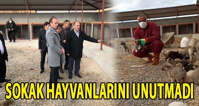 Köprüköy Belediye Başkanı Osman Belli, Sokak Hayvanlarını Unutmadı